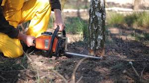 How Our Tree Care Process Works  in  Newport, MN