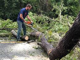 Best Lot and Land Clearing  in Newport, MN